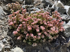 Sedum niveum