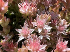 Sedum niveum