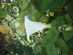 Calystegia silvatica
