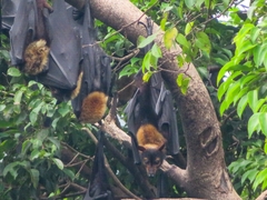 Pteropus conspicillatus