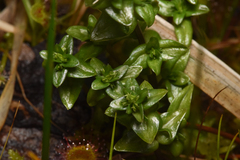 Gentiana douglasiana