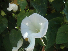 Calystegia silvatica