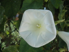 Calystegia silvatica