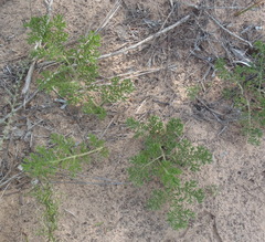 Annesorhiza macrocarpa