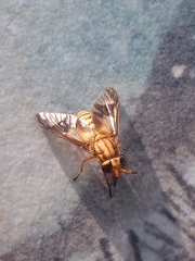 Chrysops flavidus