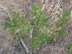 Annesorhiza macrocarpa