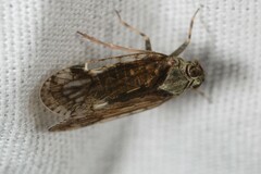 Melanoliarus placitus