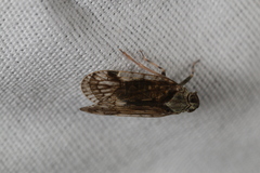 Melanoliarus placitus