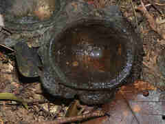 Eschweilera squamata