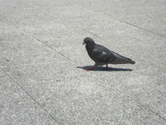 Columba livia domestica