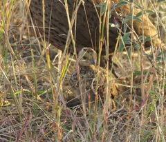 Pternistis swainsonii swainsonii