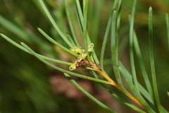 Hakea nodosa