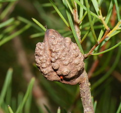 Hakea nodosa