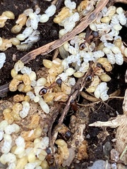 Leptothorax acervorum