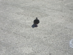 Columba livia domestica