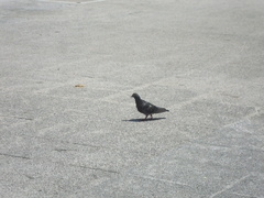 Columba livia domestica