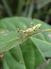 Armillatus