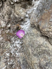 Clarkia amoena caurina