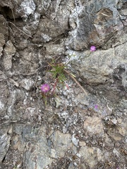 Clarkia amoena caurina