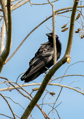 Corvus nasicus
