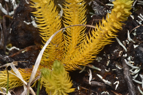 Image of Huperzia continentalis by no rights reserved
