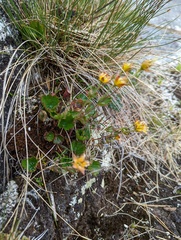 Geum calthifolium