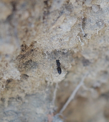 Hylaeus leptocephalus
