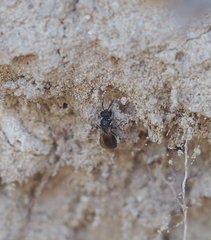 Hylaeus leptocephalus