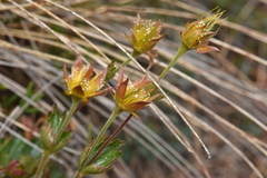Geum calthifolium
