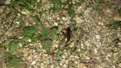 Tanystoma maculicolle