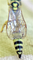 Myzinum frontalis