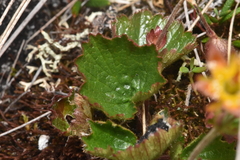 Geum calthifolium