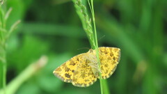 Pseudopanthera macularia