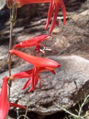 Penstemon rostriflorus