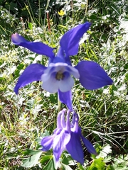 Aquilegia alpina