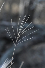 Trichloris pluriflora