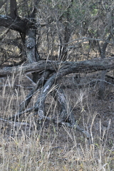 Trichloris pluriflora