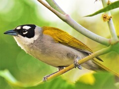 Phaenicophilus palmarum