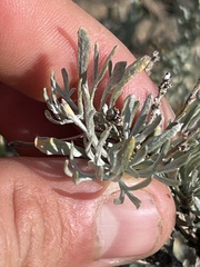 Artemisia tripartita