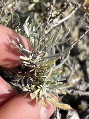 Artemisia tripartita