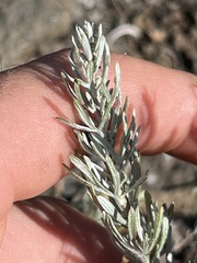 Artemisia tripartita