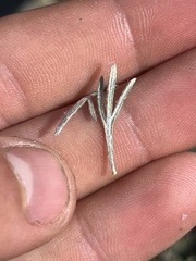 Artemisia tripartita