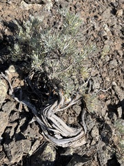 Artemisia tripartita