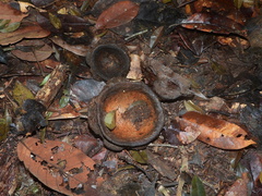 Eschweilera squamata