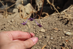 Delphinium peregrinum