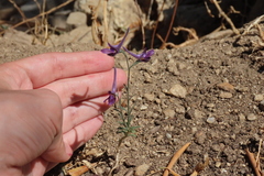 Delphinium peregrinum