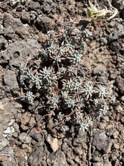 Eriogonum thymoides