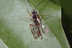 Ichneumonidae