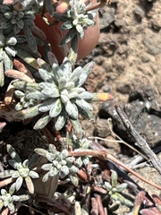 Eriogonum thymoides