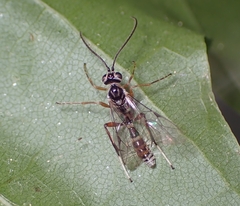 Ichneumonidae